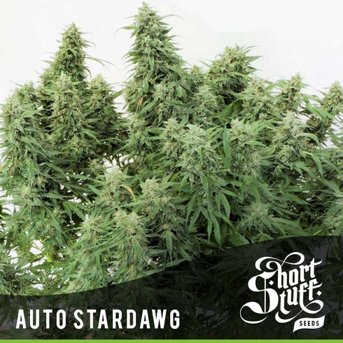 Short Stuff - Auto Stardawg